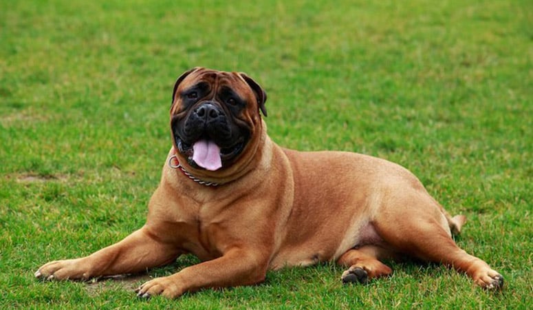 Bullmastiff