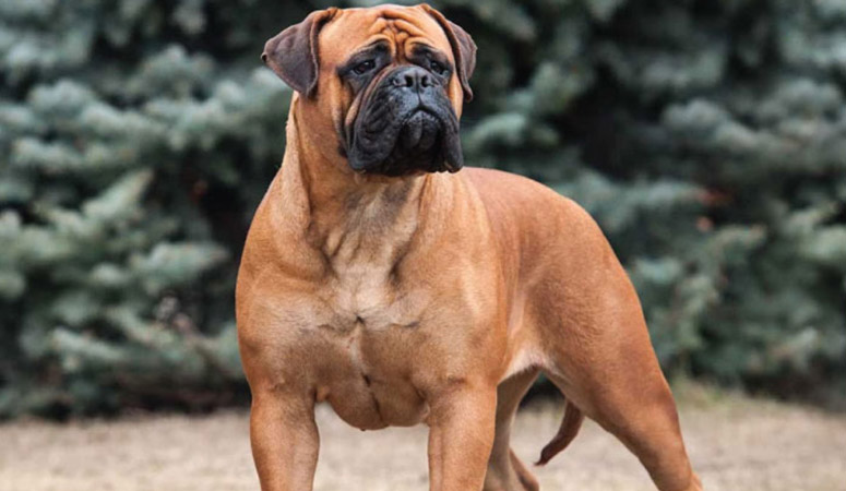 Bullmastiff