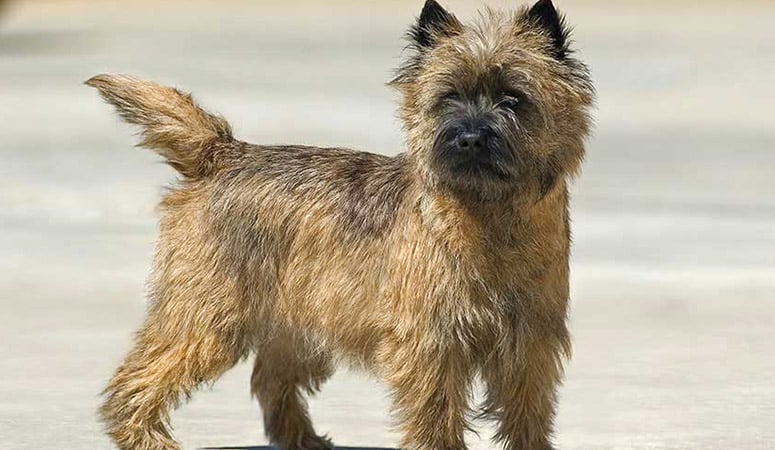 https://www.puppyarea.com/wp-content/uploads/2020/08/Cairn-Terrier-1.jpg