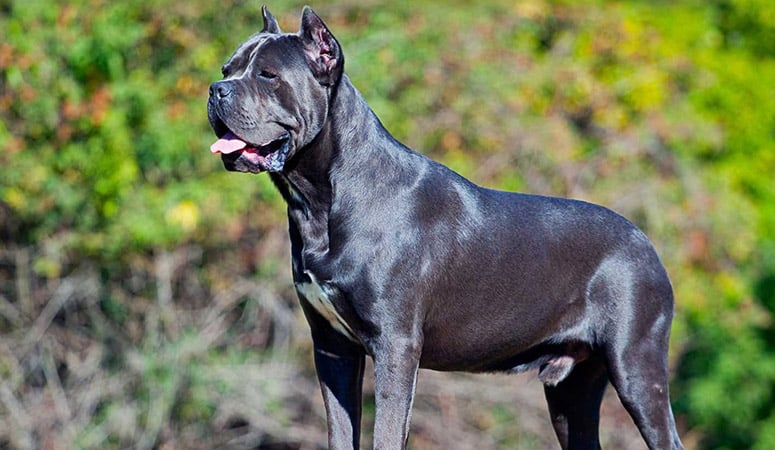 Cane Corso Puppy Area