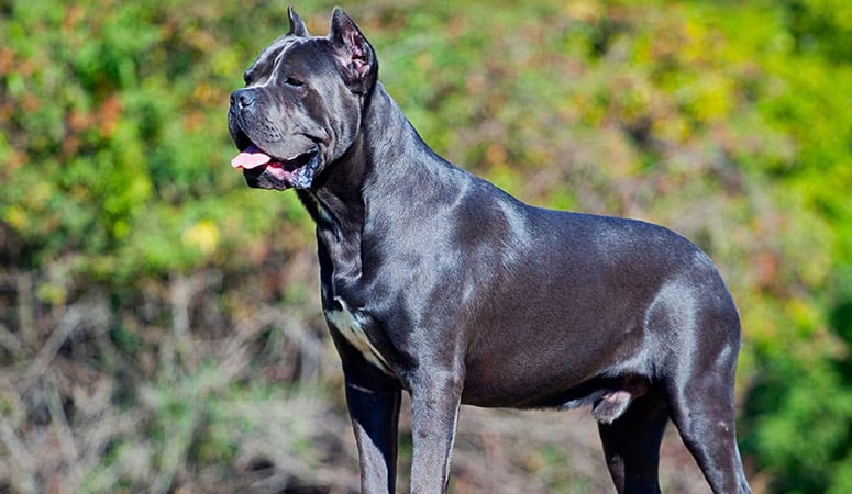 https://www.puppyarea.com/wp-content/uploads/2020/08/Cane-Corso-1-1.jpg