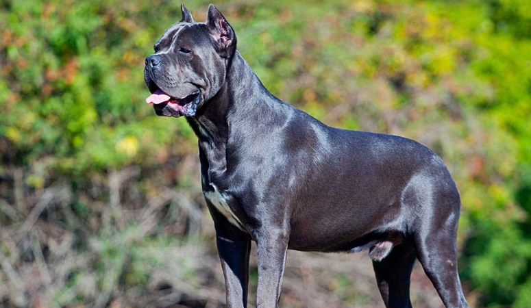 Cane Corso Puppy Area