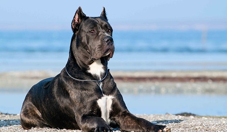 Cane Corso