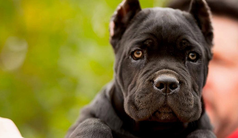 Cane Corso Puppy Area