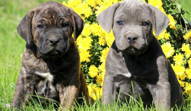 Cane Corso