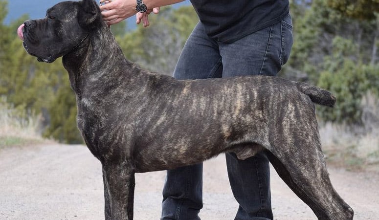 Cane Corso