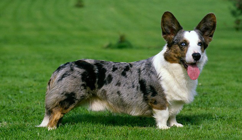 https://www.puppyarea.com/wp-content/uploads/2020/08/Cardigan-Welsh-Corgi-1.jpg