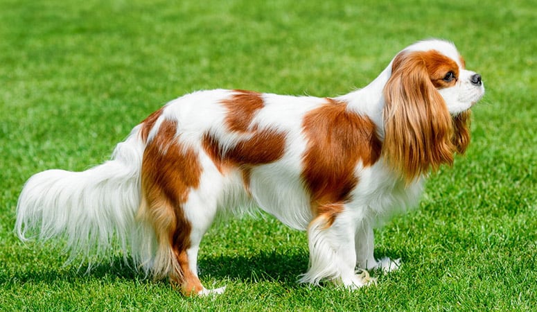 https://www.puppyarea.com/wp-content/uploads/2020/08/Cavalier-King-Charles-Spaniel-1-2.jpg