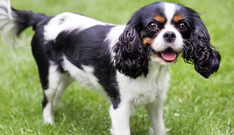 Cavalier King Charles Spaniel