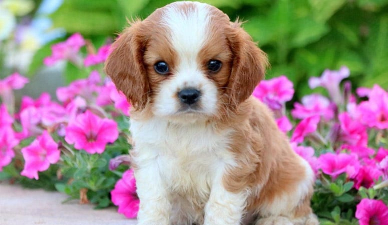 Cavalier King Charles Spaniel