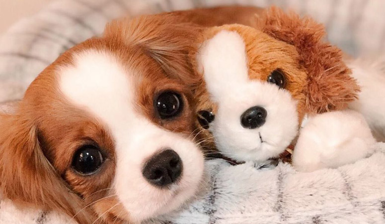 Cavalier King Charles Spaniel