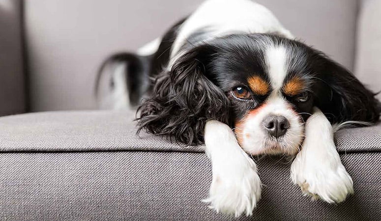 Cavalier King Charles Spaniel