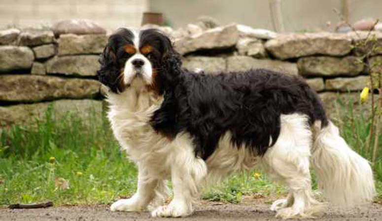 Cavalier King Charles Spaniel