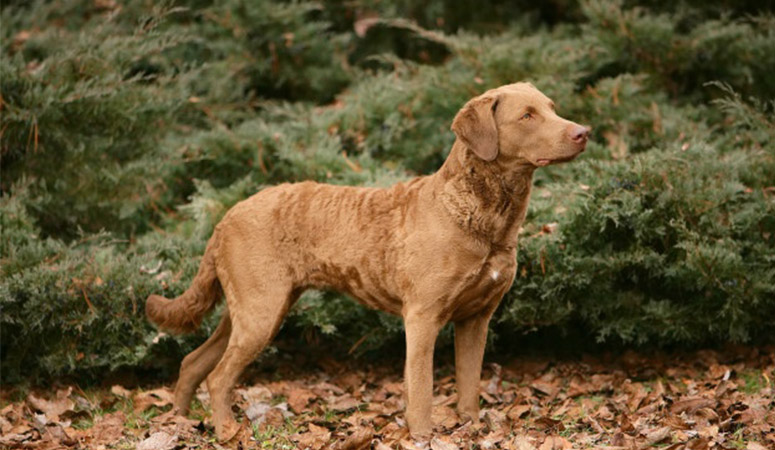 https://www.puppyarea.com/wp-content/uploads/2020/08/Chesapeake-Bay-Retriever-1-1.jpg