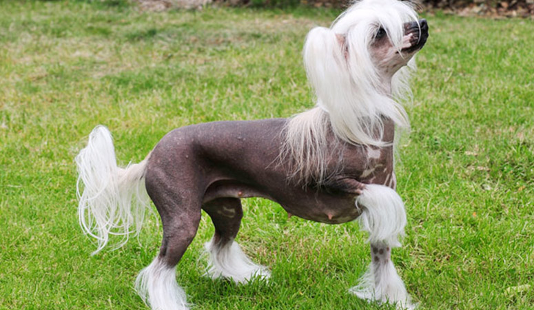 https://www.puppyarea.com/wp-content/uploads/2020/08/Chinese-Crested-1.jpg