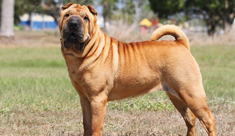 https://www.puppyarea.com/wp-content/uploads/2020/08/Chinese-Shar-Pei-1.jpg