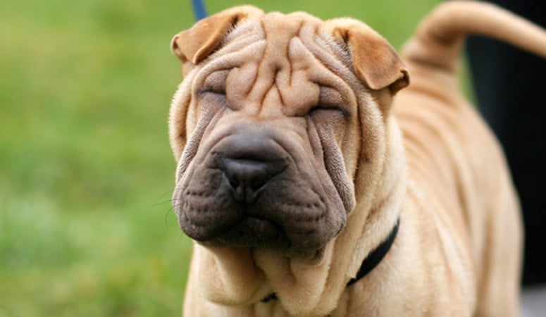 Chinese Shar-Pei