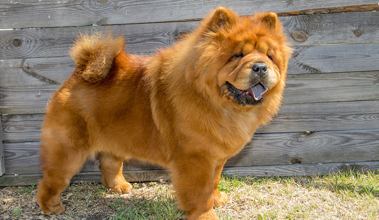 https://www.puppyarea.com/wp-content/uploads/2020/08/Chow-Chow-1.jpg