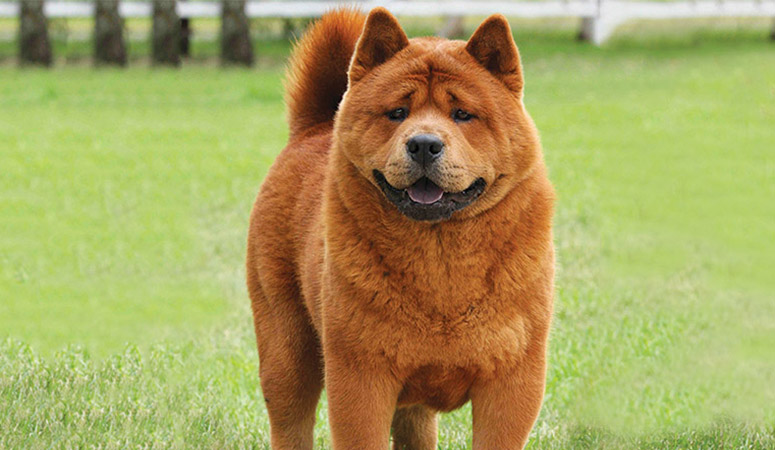 Chow Chow