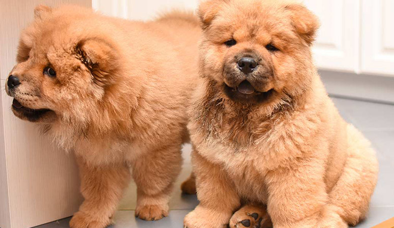 Chow Chow