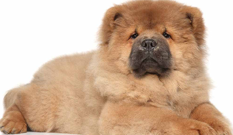 Chow Chow