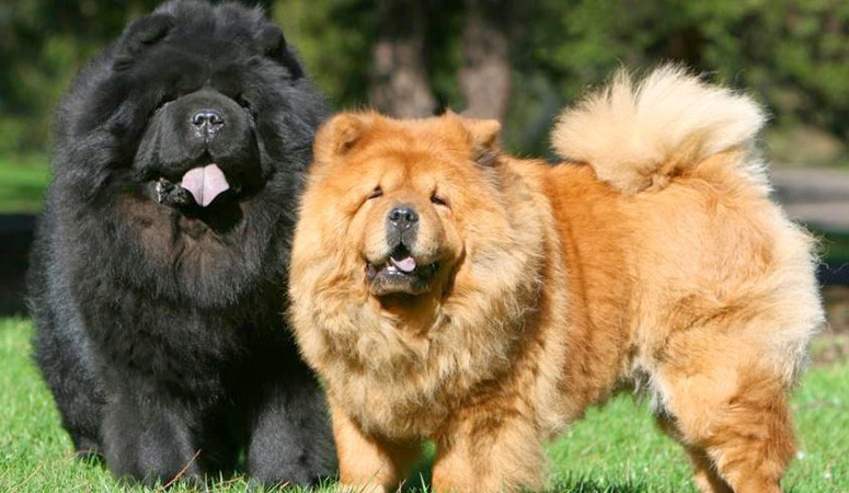 Chow Chow