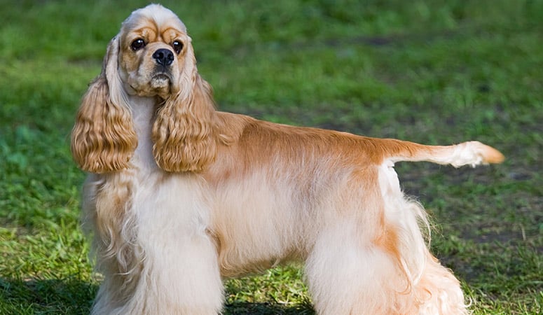 https://www.puppyarea.com/wp-content/uploads/2020/08/Cocker-Spaniel-1-1.jpg