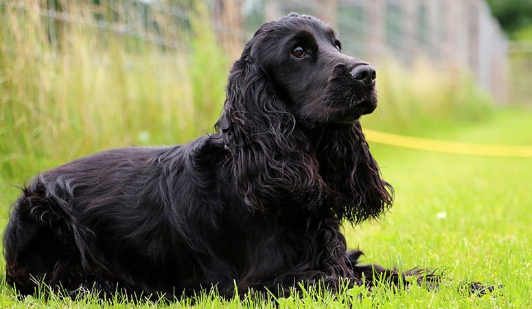 Cocker Spaniel