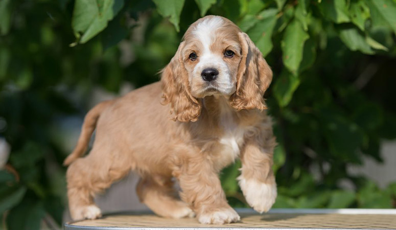 Cocker Spaniel