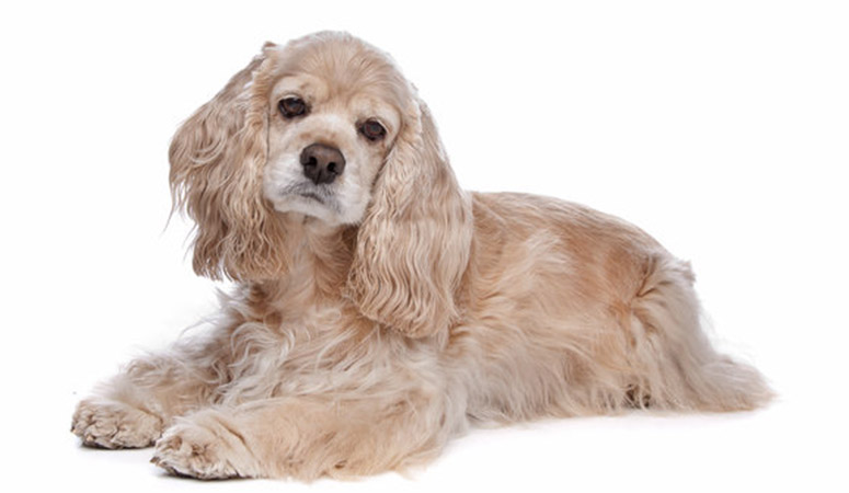 Cocker Spaniel