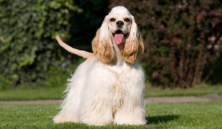 Cocker Spaniel