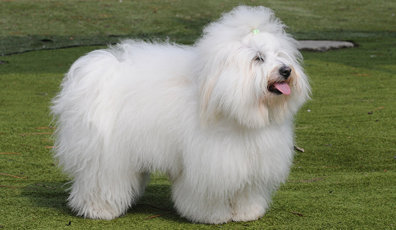 https://www.puppyarea.com/wp-content/uploads/2020/08/Coton-de-Tulear-1.jpg