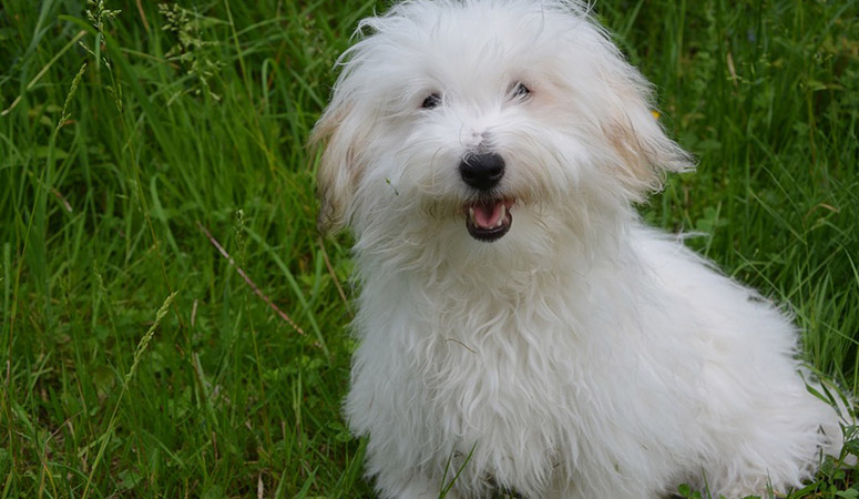 Coton de Tulear