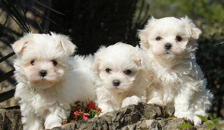 Coton de Tulear