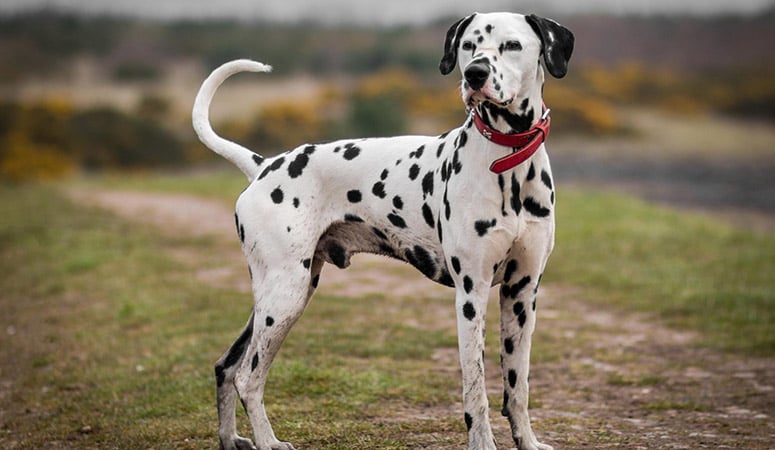 https://www.puppyarea.com/wp-content/uploads/2020/08/Dalmatian-1.jpg