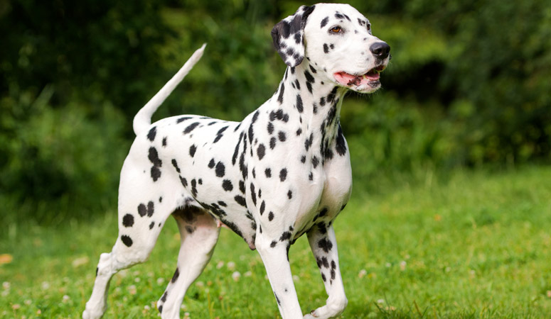 Dalmatian