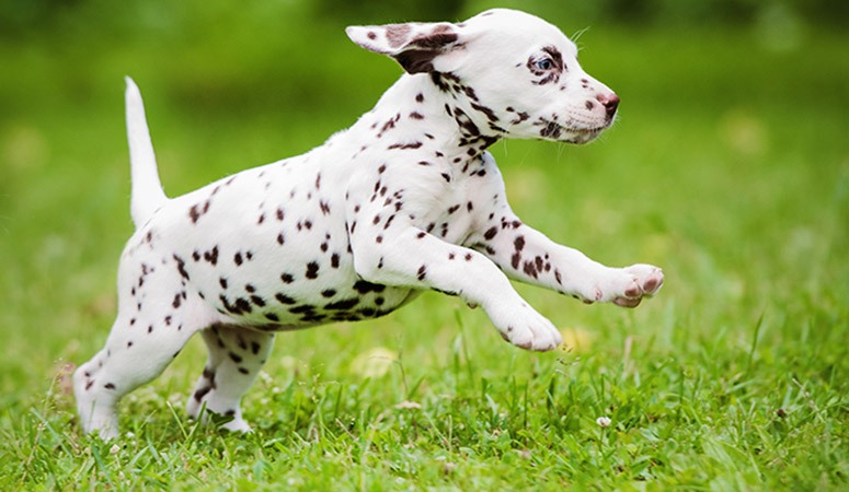 Dalmatian