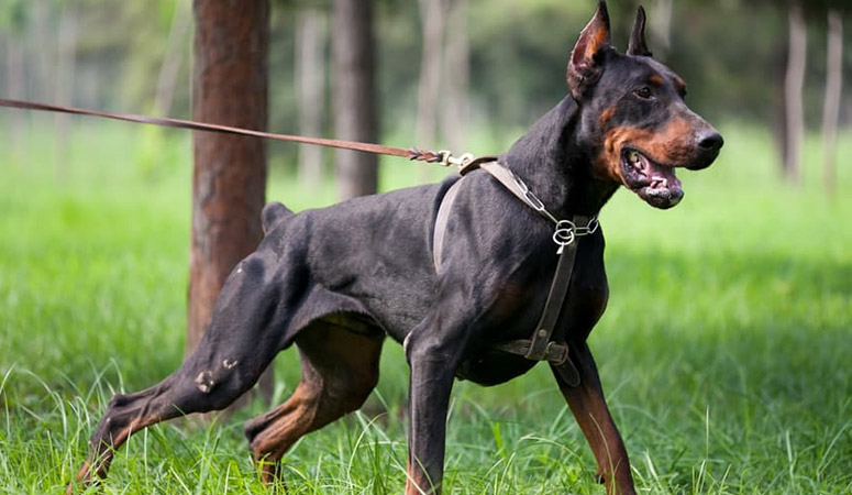 Doberman Pinscher | Puppy Area