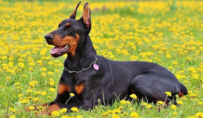 Doberman Pinscher