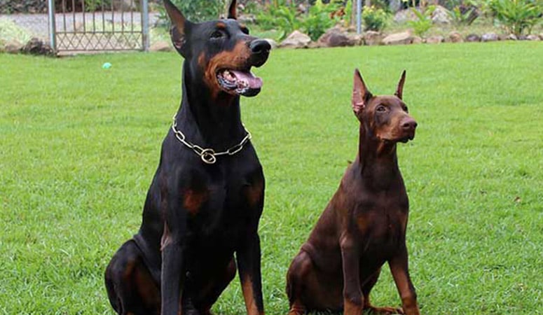 Doberman Pinscher