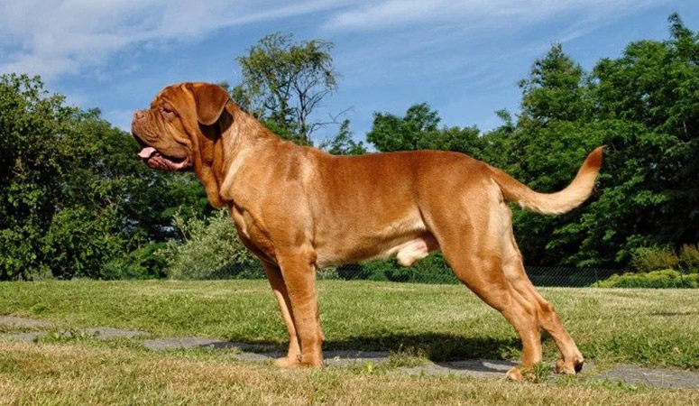 https://www.puppyarea.com/wp-content/uploads/2020/08/Dogue-de-Bordeaux-1.jpg