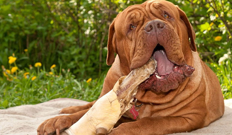 Dogue de Bordeaux - Puppy Area