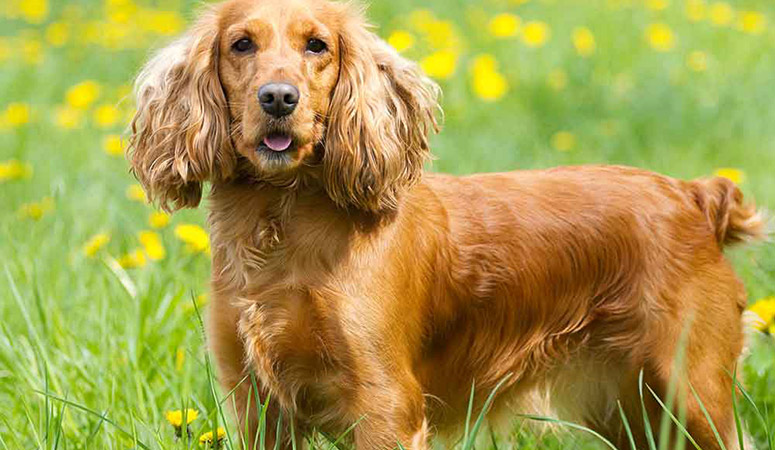 https://www.puppyarea.com/wp-content/uploads/2020/08/English-Cocker-Spaniel-1.jpg