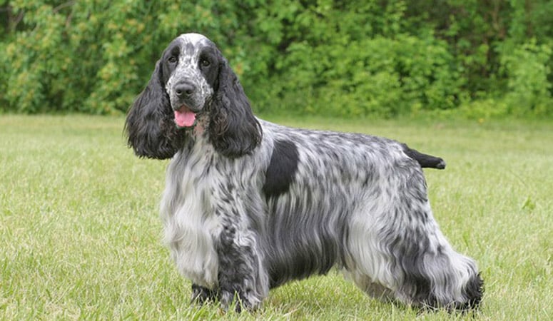 English Cocker Spaniel