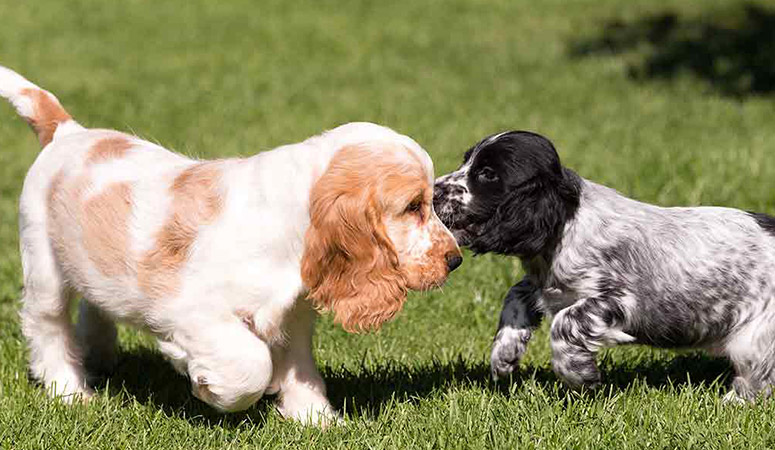 English Cocker Spaniel