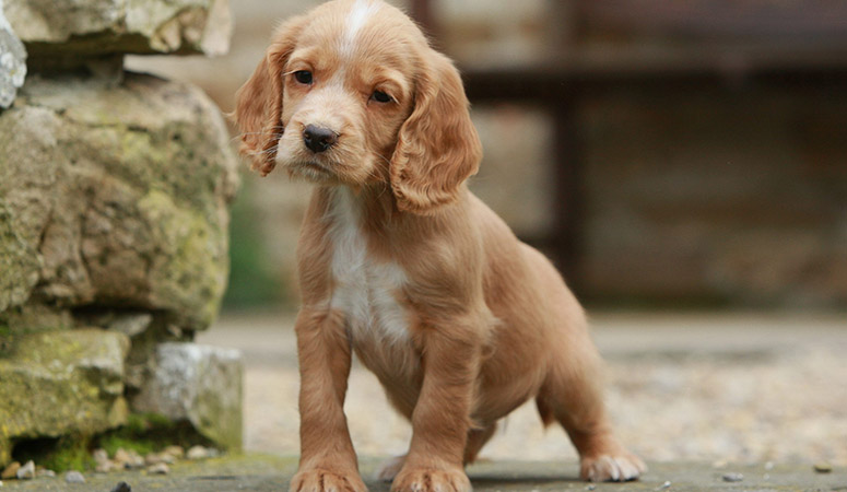 English Cocker Spaniel