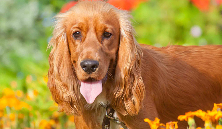 English Cocker Spaniel