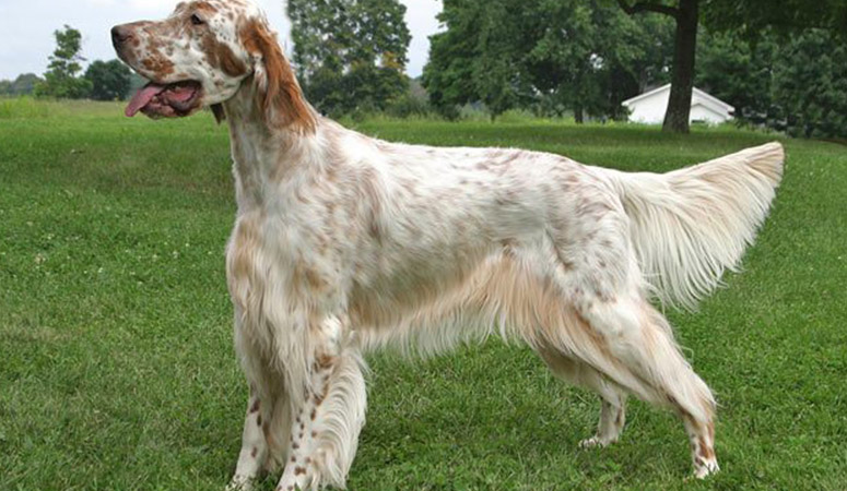 https://www.puppyarea.com/wp-content/uploads/2020/08/English-Setter-1.jpg