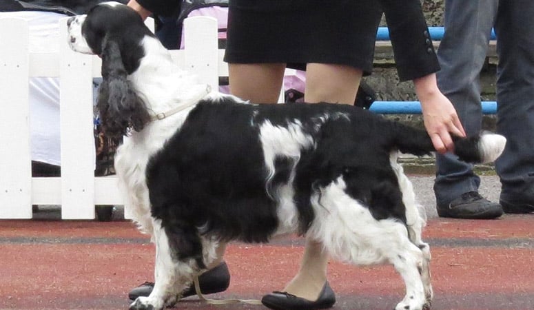 English Springer Spaniel