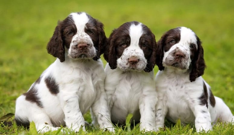 English Springer Spaniel